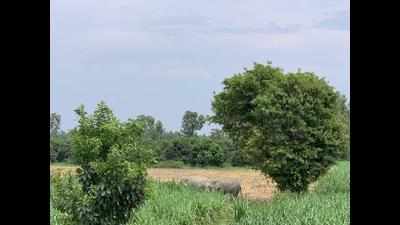 Two wild elephants on a rampage kill forest guard in Bareilly village