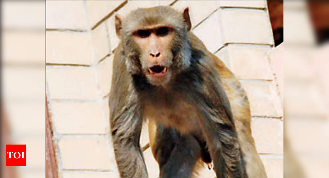 Catching monkeys in capital your responsibility, HC tells SDMC | Delhi