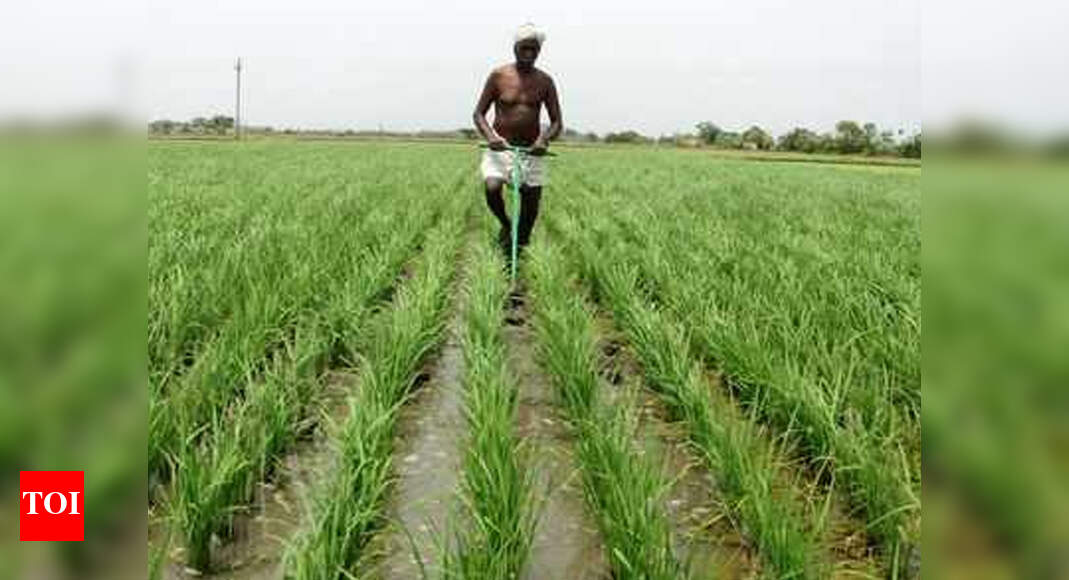 Gujarat Staple crop production going down Ahmedabad News Times of