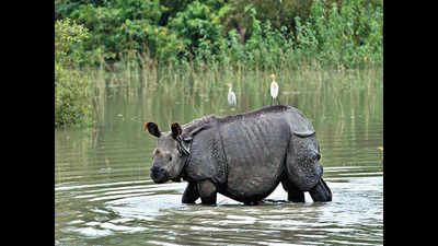 Poaching of rhinos drops significantly at Kaziranga
