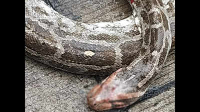 Thane: Python beaten with stone has a broken jaw