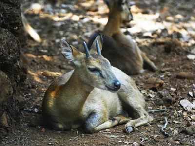 Authorities up security measures at Bondla zoo | Goa News - Times of India