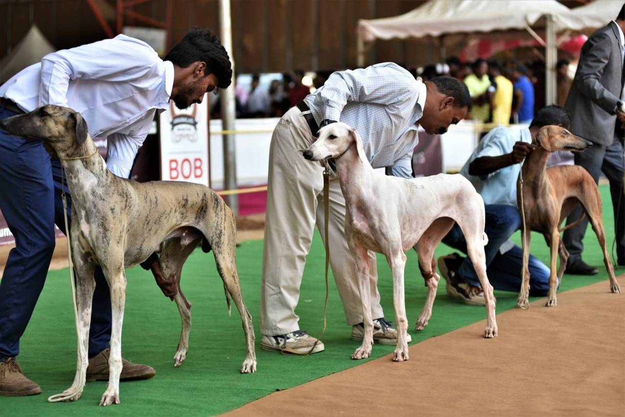 A dog's day out | Coimbatore News - Times of India