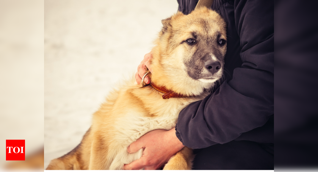 teddy's pride oral care for dogs