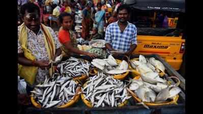 AP’s fishermen see a glimmer of hope in ‘matsya sampada yojana’