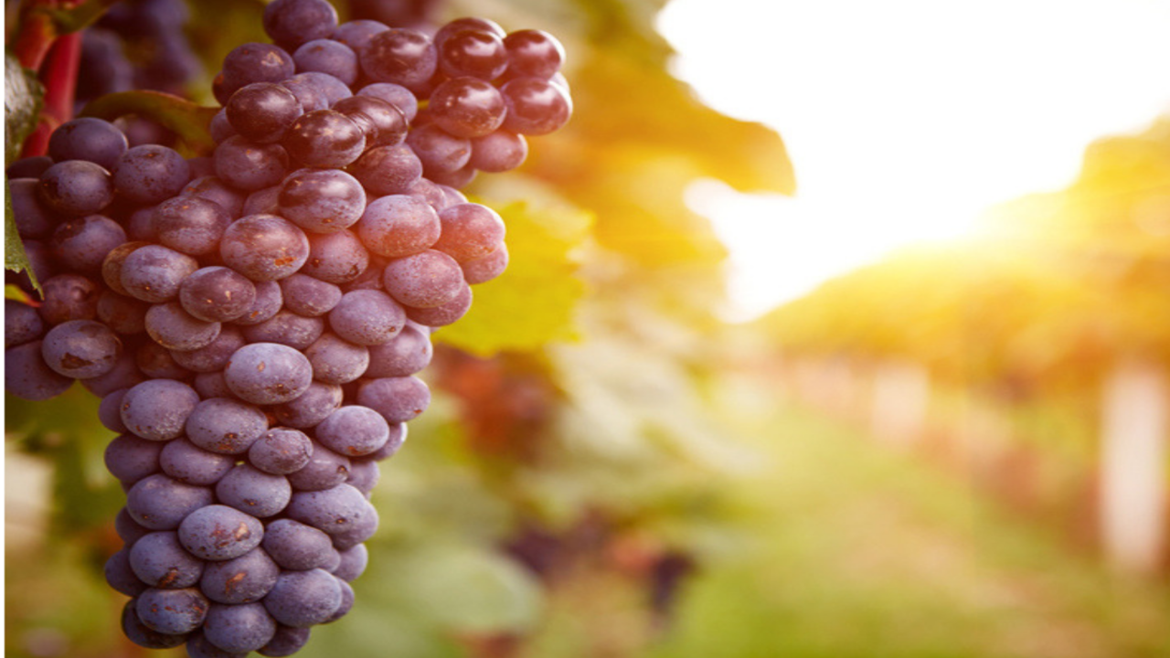 We Like 'Em Big And Juicy: How Our Table Grapes Got So Fat : The