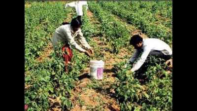 Kharif sowing at 5-year low in Maharashtra this season
