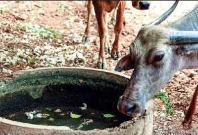 Four-legged friends thirsty as shelters, goshalas face brunt of water  shortage | Chennai News - Times of India