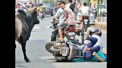 Stray bull goes berserk in Ambala cantonment
