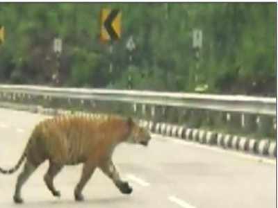 Pench tiger crossing NH-7 raises concern