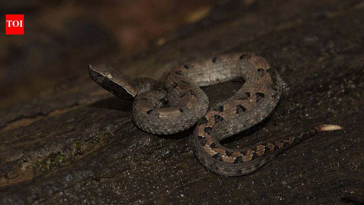 Species spotted during monsoon in Goa