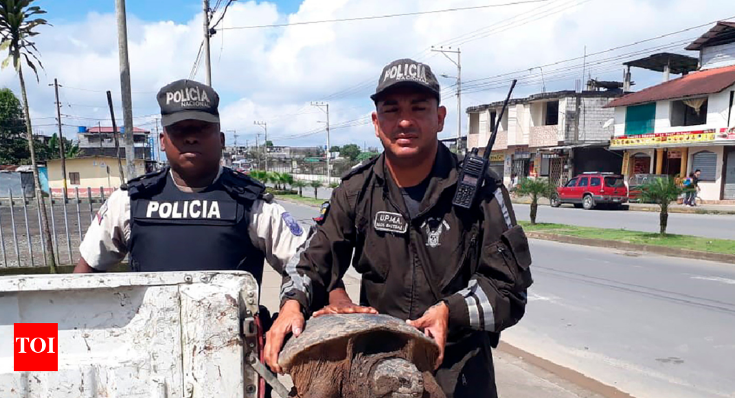 Thousands of endangered animals seized in customs operation
