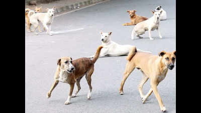 50 dogs poisoned at village in Nalgonda on sarpanch’s order