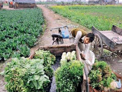 Rs 77,000 rent/acre for Delhi farmers along Yamuna river