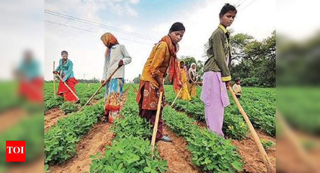 Gujarat Farmers banking on groundnut, cotton Ahmedabad News Times