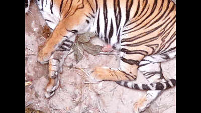 Carcass of tigress found floating in canal