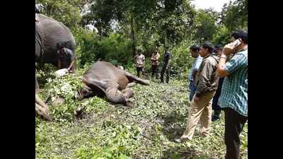Kerala: Elephant hit by truck on NH-766 dies