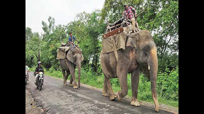 Nepal wild tuskers stranded in UP village; cupid comes to rescue of forest officials