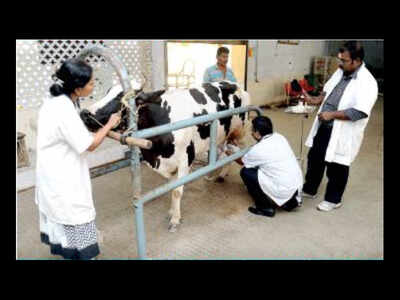 Rajasthan: Vacant posts yet to be filled in animal husbandry dept | Jaipur News - Times of India Rajasthan: Vacant posts yet to be filled in animal husbandry dept | Jaipur News - Times of India