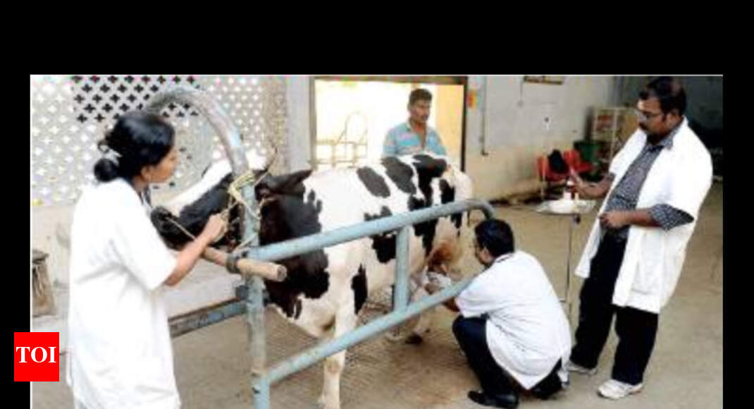 Rajasthan Vacant Posts Yet To Be Filled In Animal Husbandry Dept Jaipur News Times Of India