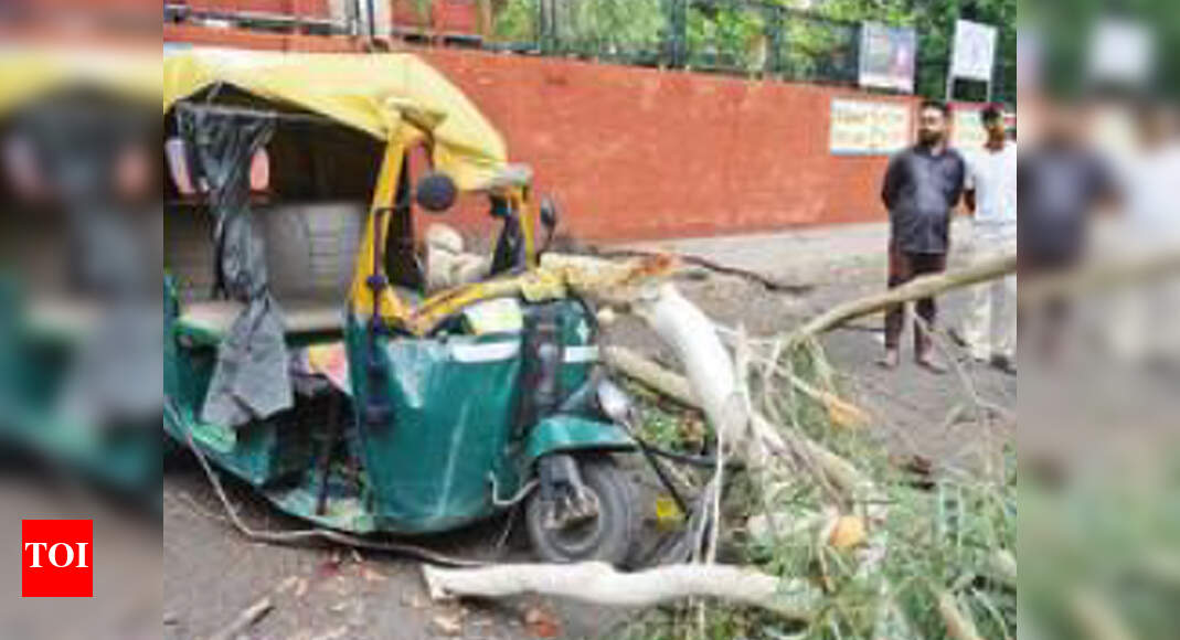 Driver dies as tree falls on auto in Chandigarh | Chandigarh News ...
