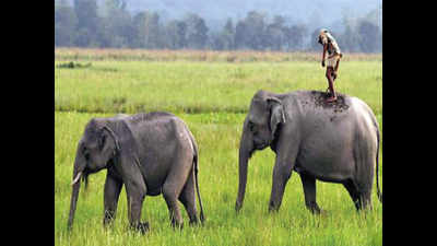 Like Nagaland, Assam may soon get cell to deal with poaching, smuggling