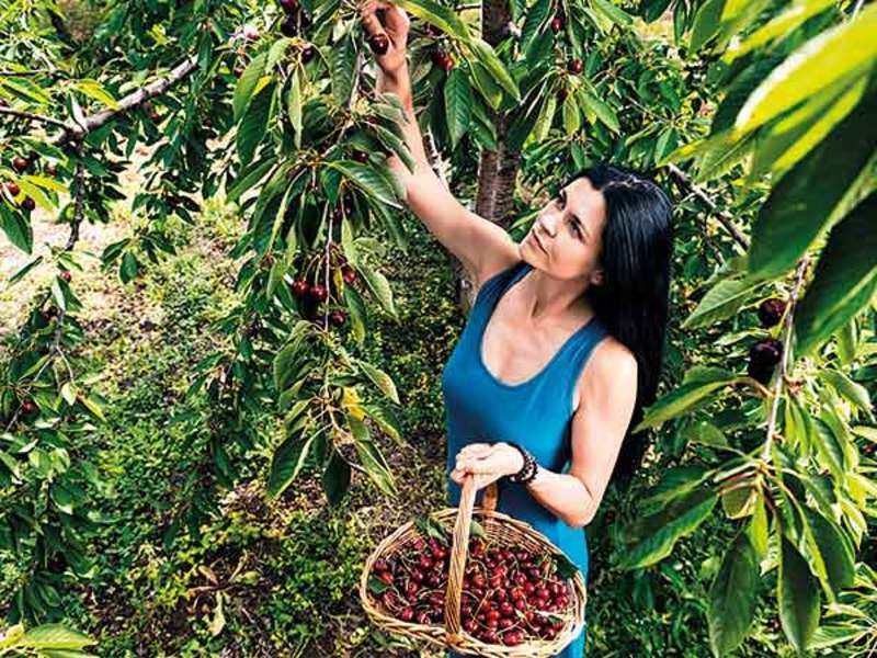 Cherries Are In Season Here S How To Enjoy Them Times Of India