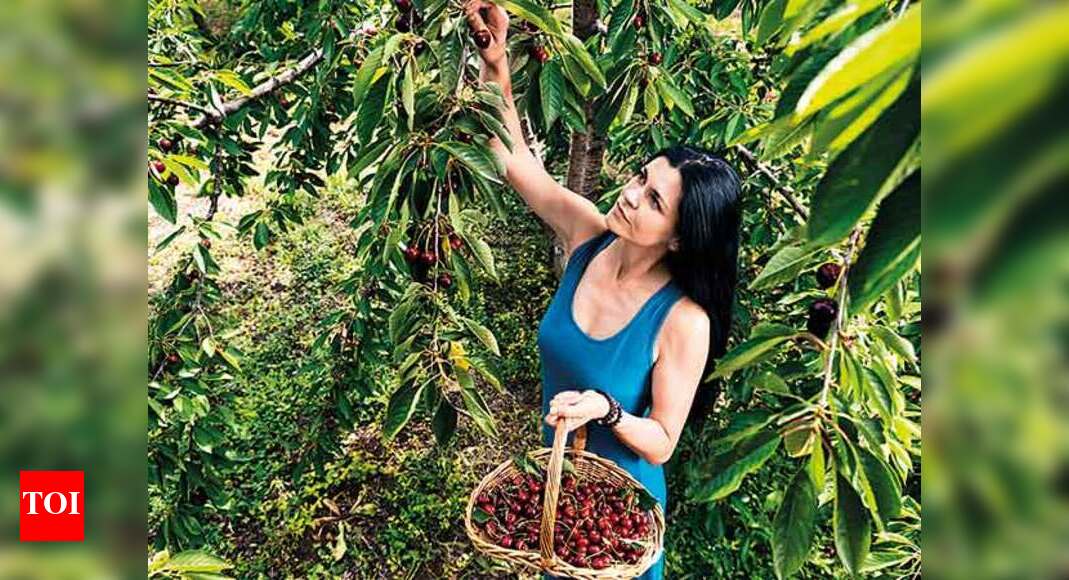 Cherries are in season! Here’s how to enjoy them Times of India