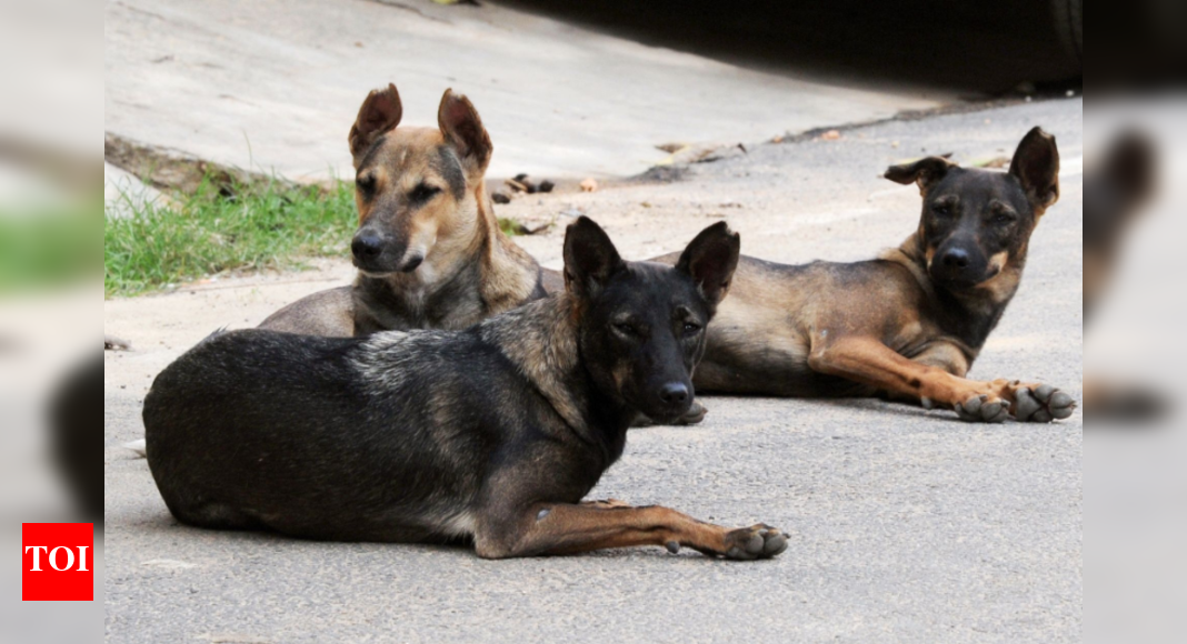 6. Why is India always short of rabies vaccine? - The Times of India