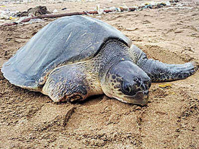 Marine Life Under Threat? 3 Injured Turtles Wash Ashore On Mumbai 