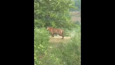 Tiger on prowl, Satna village cowers