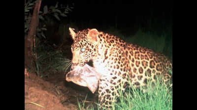 Leopard chewing on plastic near Corbett in viral picture