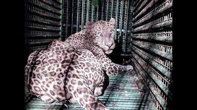 After 12-hour struggle, leopard caged in Chhota Udepur