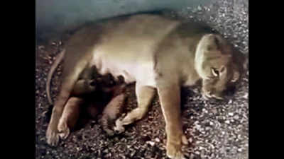 Another death at Etawah safari, Jessica loses cub
