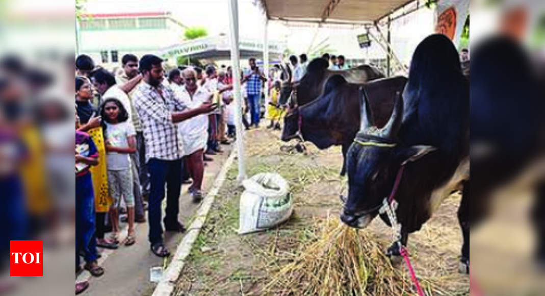 Native livestock breeds steal the show | Coimbatore News - Times of India