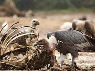 Saving vultures: Teams collect samples of drugs administered to livestock