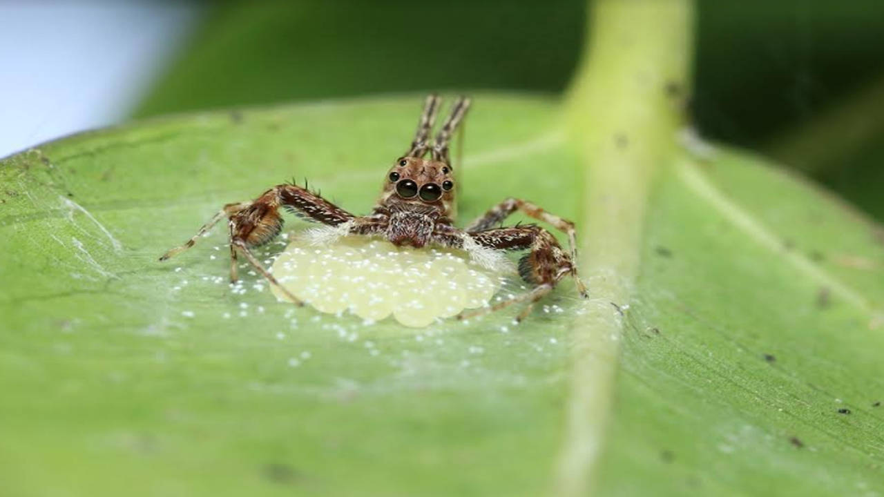 Scientists Trained a Spider to Jump on Command