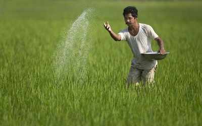 Govt eyes direct transfer of fertilizer subsidy