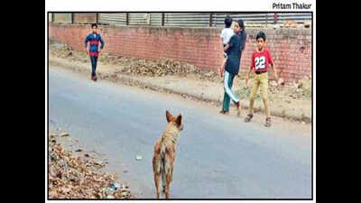 With 300 dog-bite cases daily, Chandigarh facing vaccine shortage ...