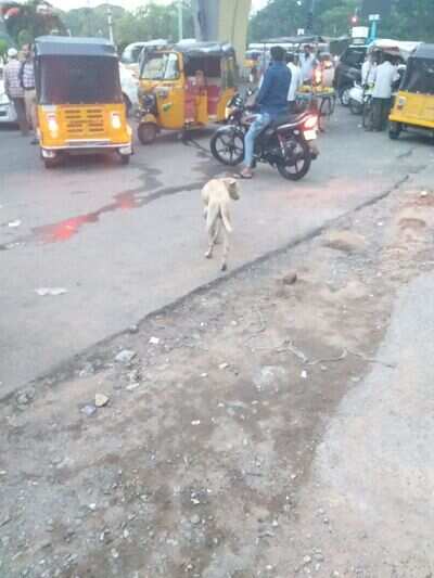 Street Dog Chase Passer By - Times Of India