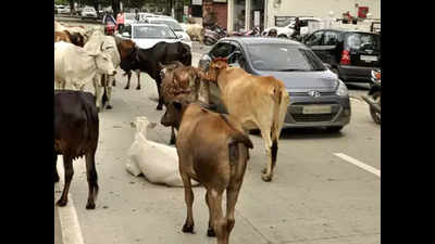 Ahmedabad police commissioner: Tag cattle with RFID chips, or face legal action