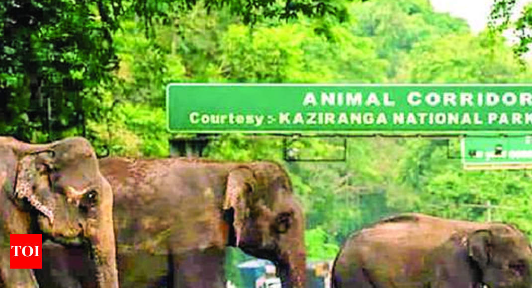 90% of Kaziranga inundated, animals flee park in droves - Times of India