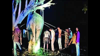 In a first, Dudhwa elephant tranquillised, shifted after it goes musth