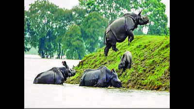 Assam floods: Carcasses of seven more animals found in Kaziranga