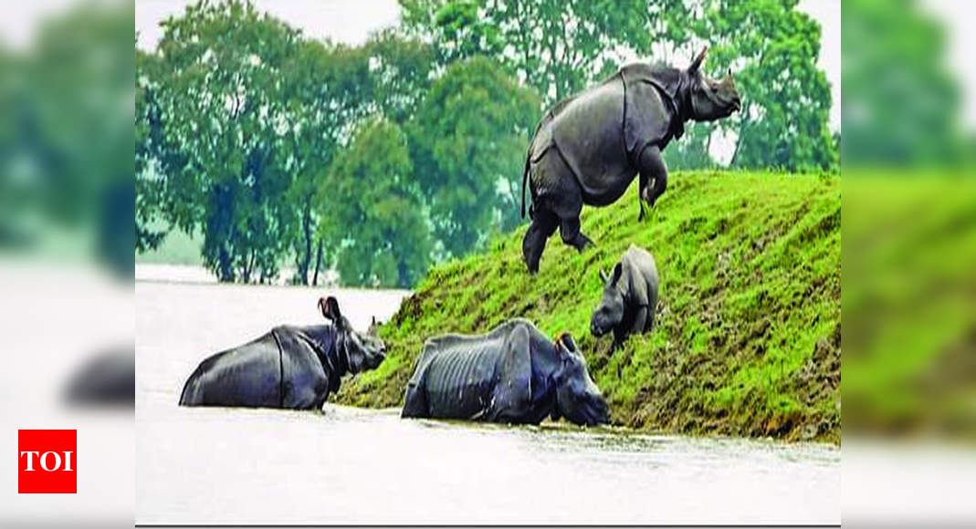 Assam floods: Carcasses of seven more animals found in Kaziranga ...