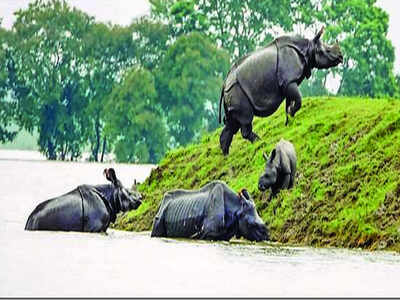 Assam floods: Carcasses of seven more animals found in Kaziranga | Guwahati News - Times of India Assam floods: Carcasses of seven more animals found in Kaziranga | Guwahati News - Times of India
