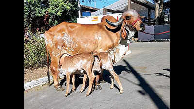 Centre to revive plan to import frozen semen of Gir bull from Brazil