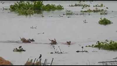 Assam Floods: 90% of Kaziranga Wildlife Sanctuary under water