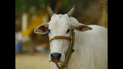 Hyderabad: Don’t sacrifice cow during Bakrid, UMF tells Muslims