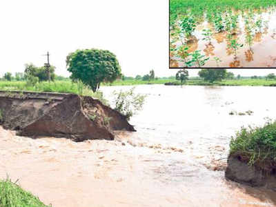 Breaches, rain inundate fields in Malwa, farmers worried | Amritsar ...